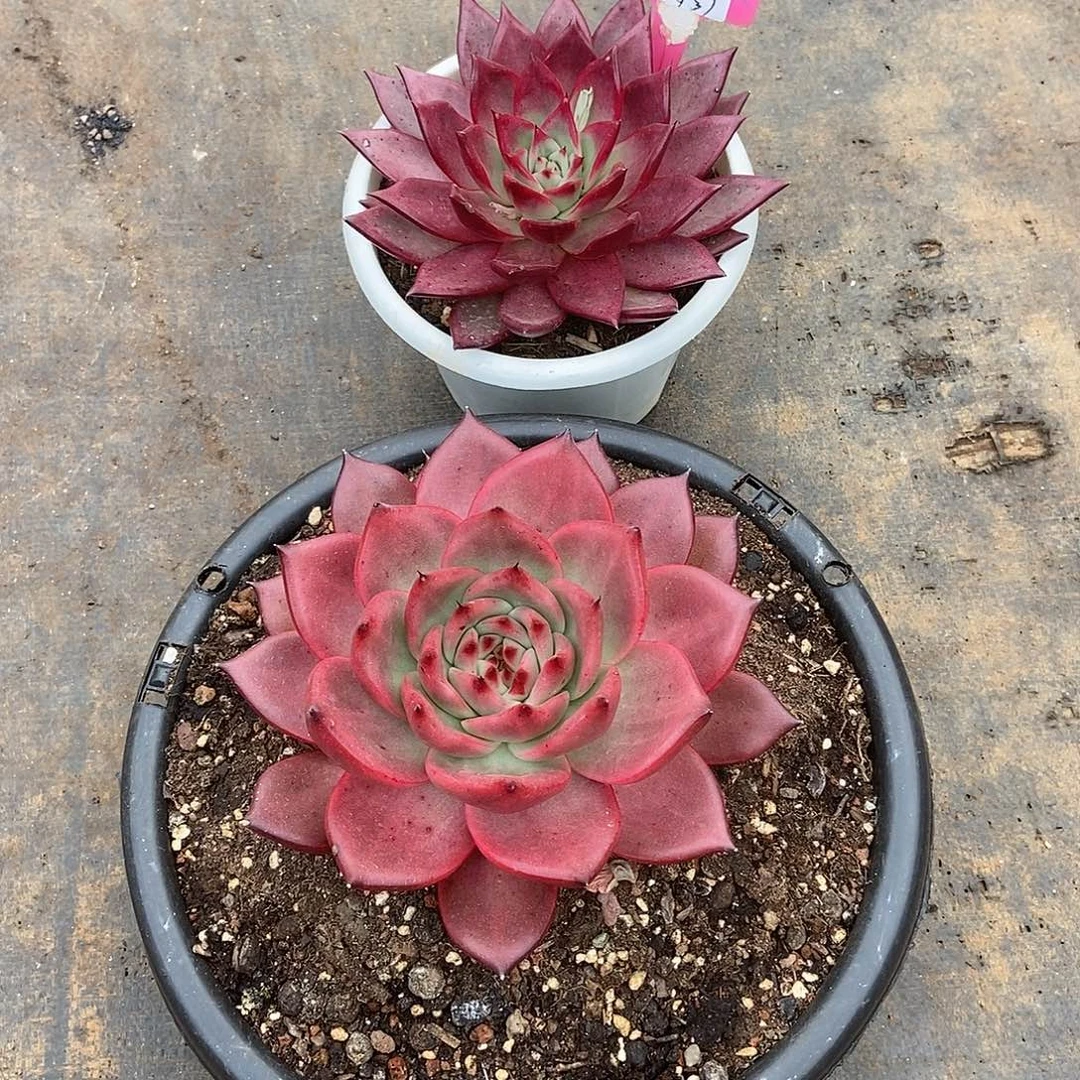 华***华福利特价2颗美肉好看