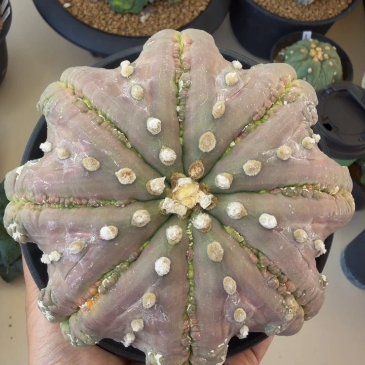 世界级收藏品棱间颗粒七彩