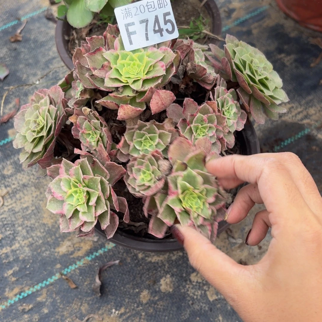 745多肉植物捧花的