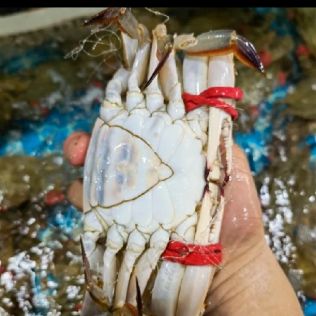 【保鲜不保活】精品满黄母蟹，一只6-8两，3-6斤，掉爪