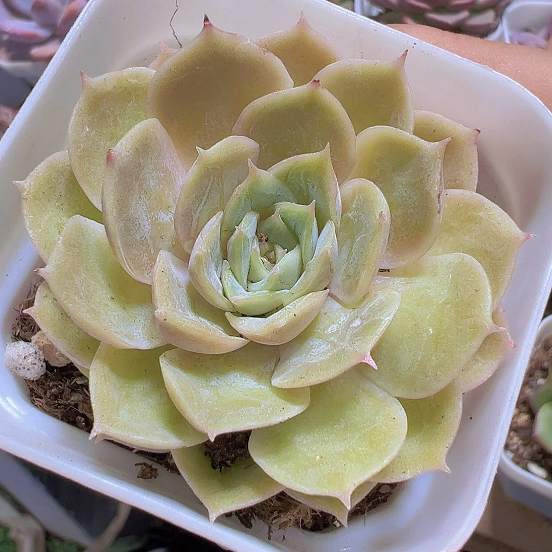 昂斯诺19包邮多肉植物