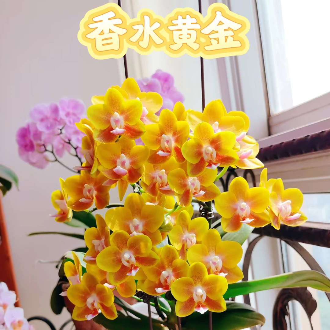爆香大花超长花期【香水黄金】2-4花剑四季有花赏蝴蝶兰