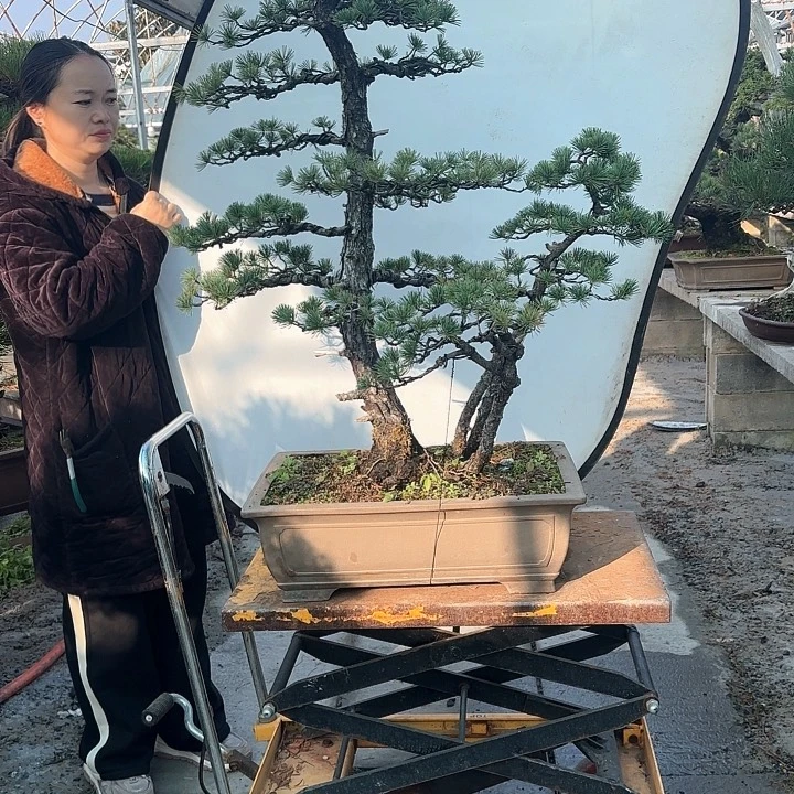 登***哥无花朵125668888888