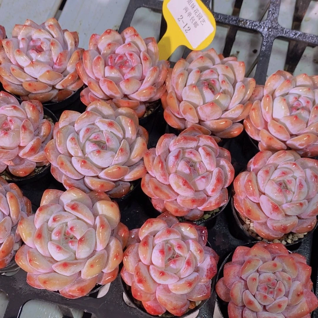 2-12-M精品石榴籽星影单头两个