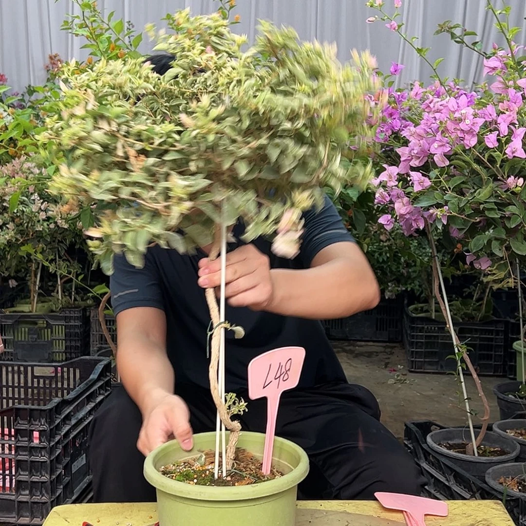 梦***当前无花栽培后可以开花L48少女心