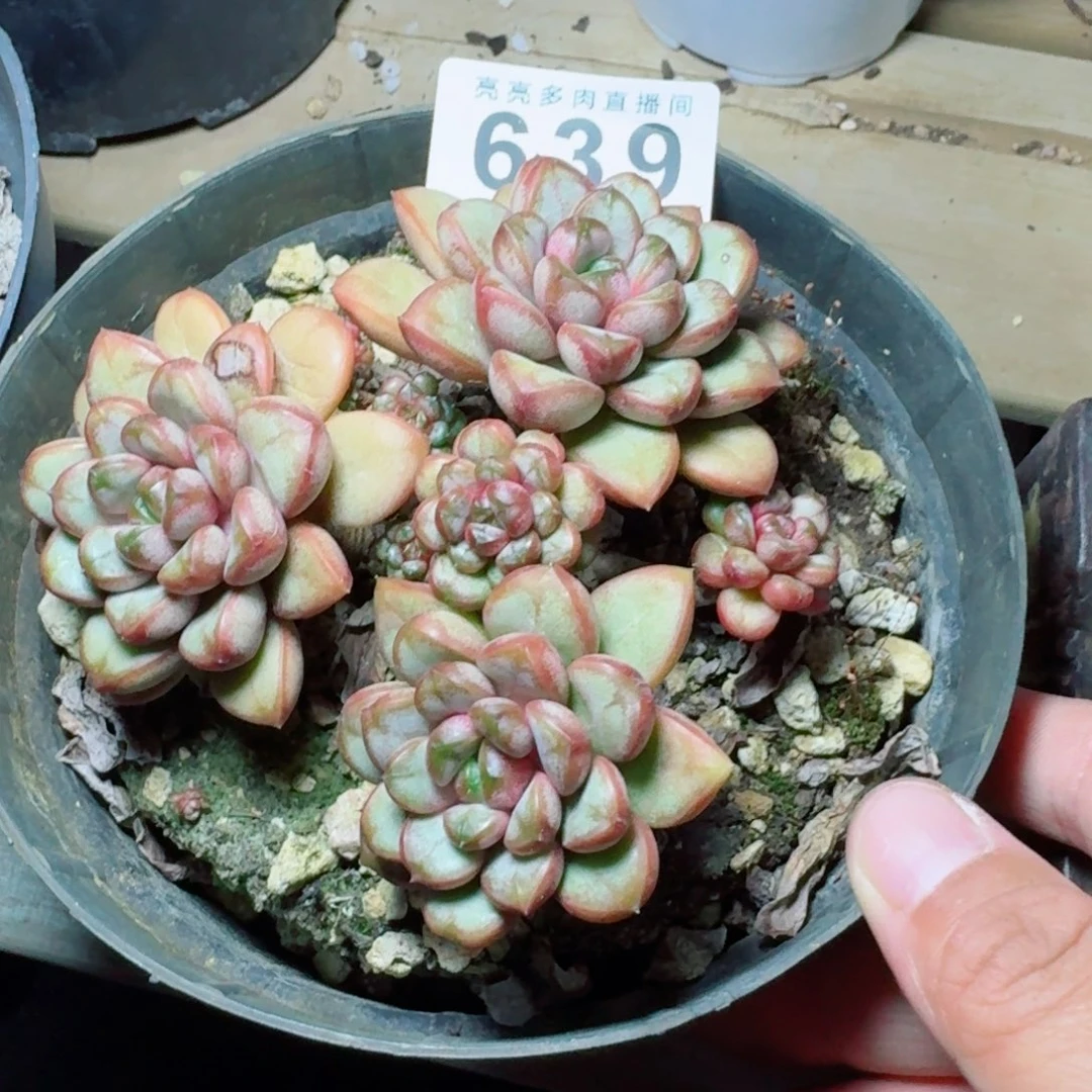 葡萄老桩            精美多肉植物