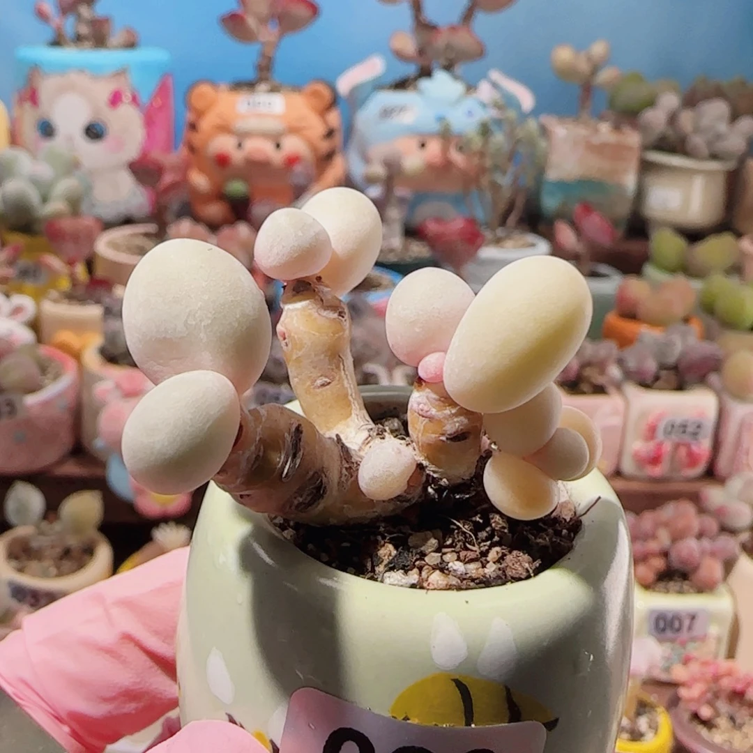 T可爱蛋黄盆口2.5cm