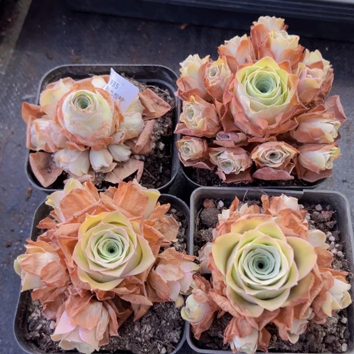 935 裸根不带土发货不包损