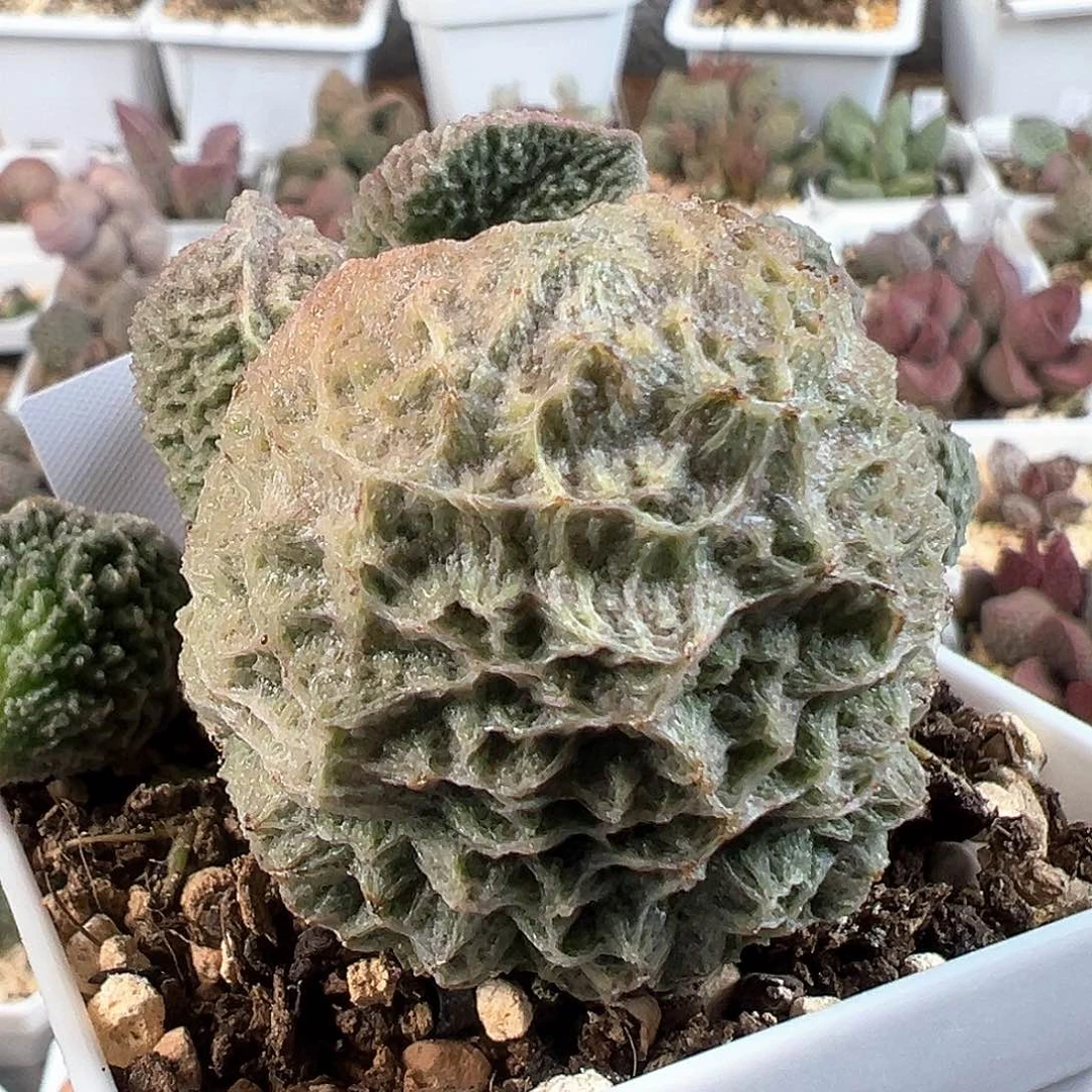 茶 俄洛伊024-7031
