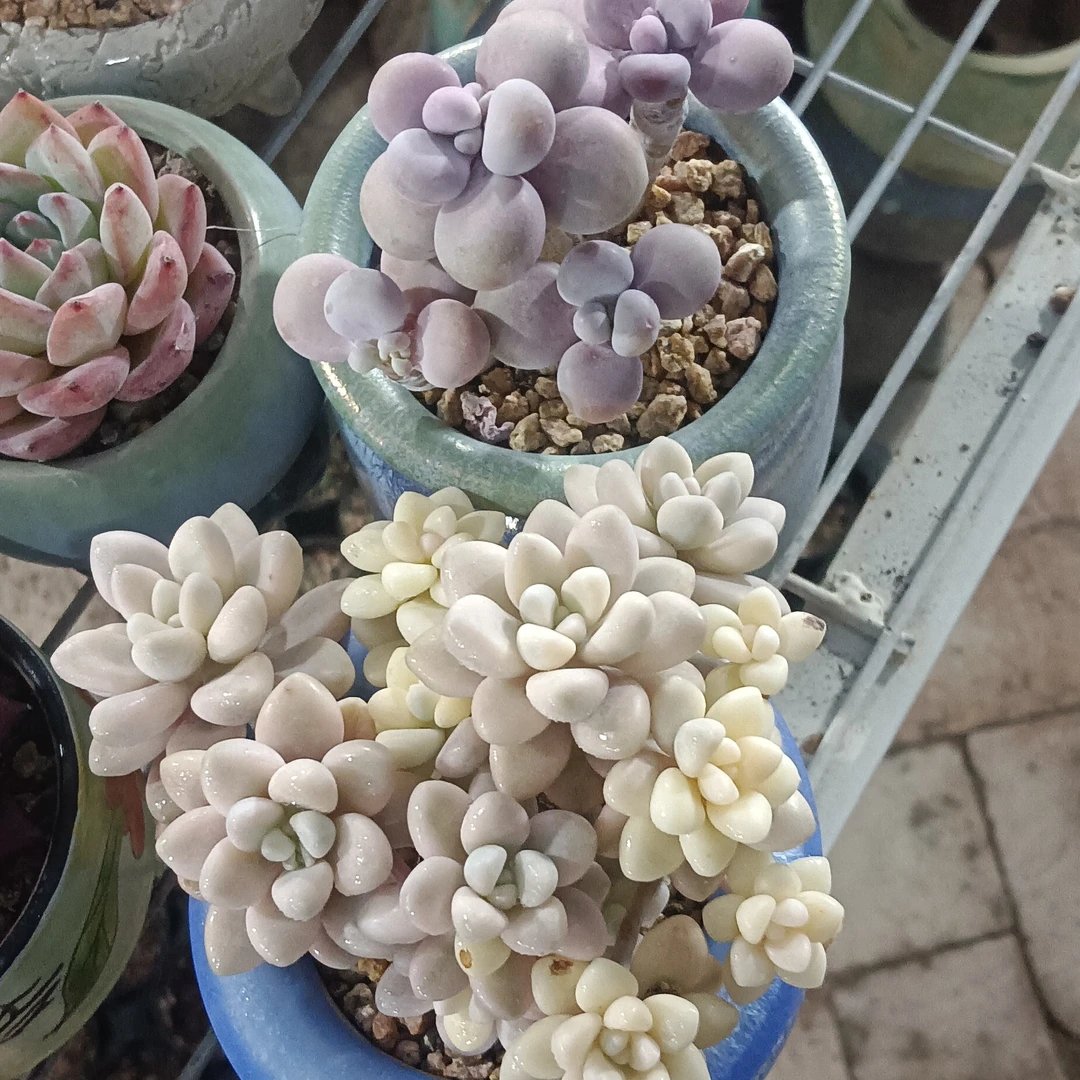 腰子蛋 多肉植物 带盆发货