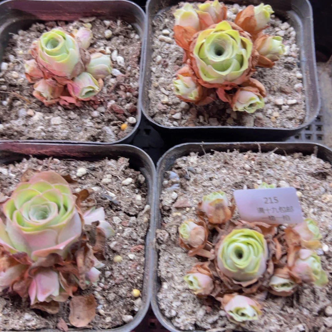 215 侧牙掉了不包损无售后