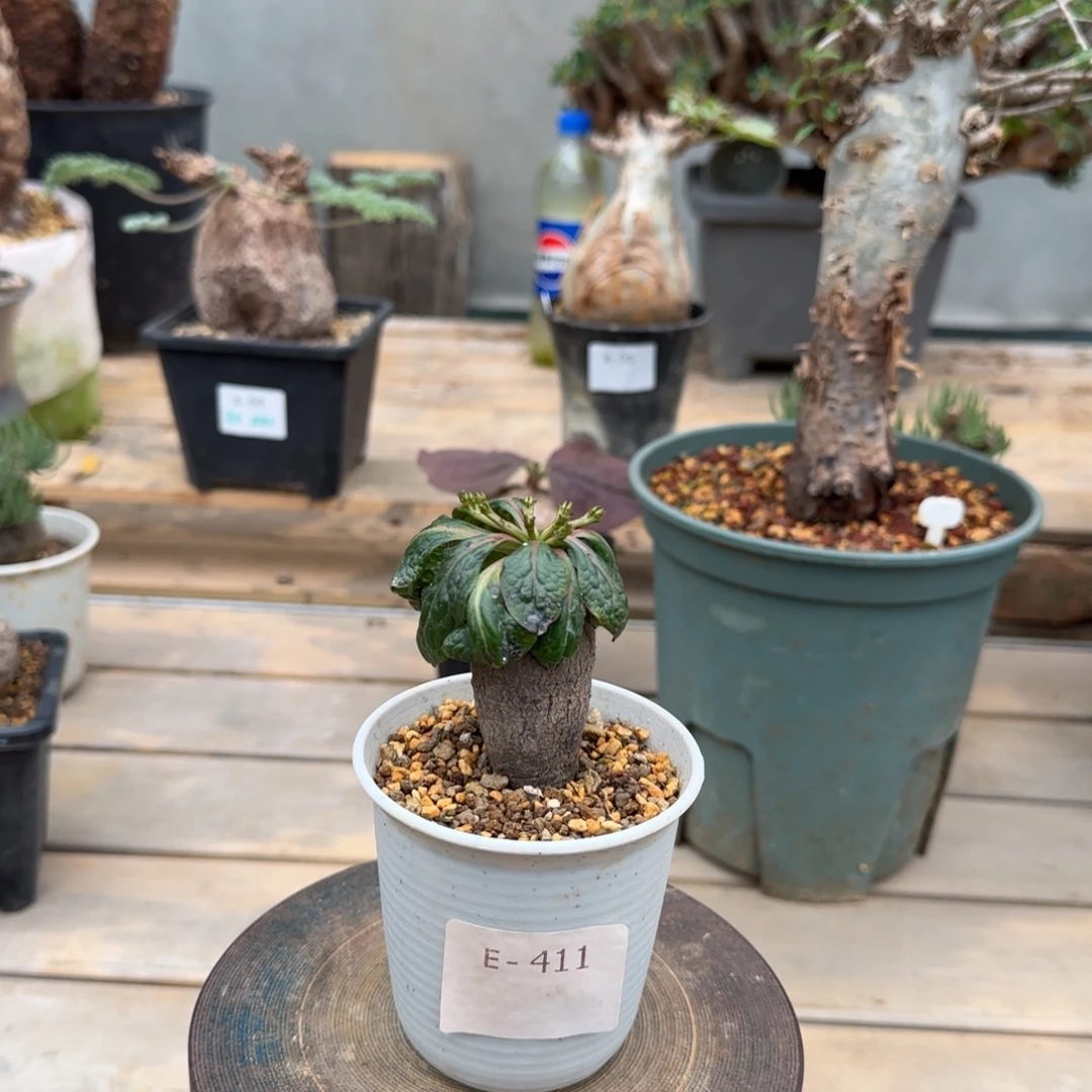 411鬼笑大戟块根植物