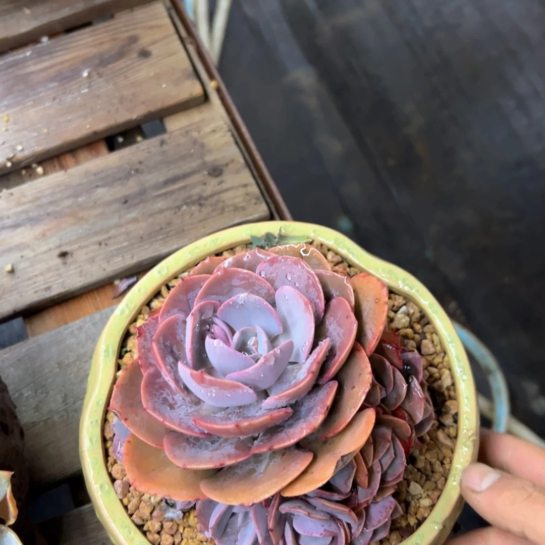 华****金尘埃玫瑰38 零零多肉植物