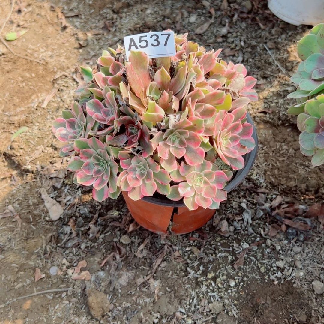 537女妖多肉植物法师多肉