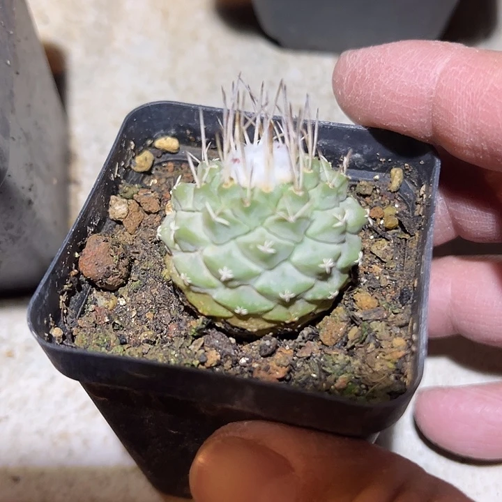 满38包邮2天凑单，脱土晾根发货多肉植物实生菊水