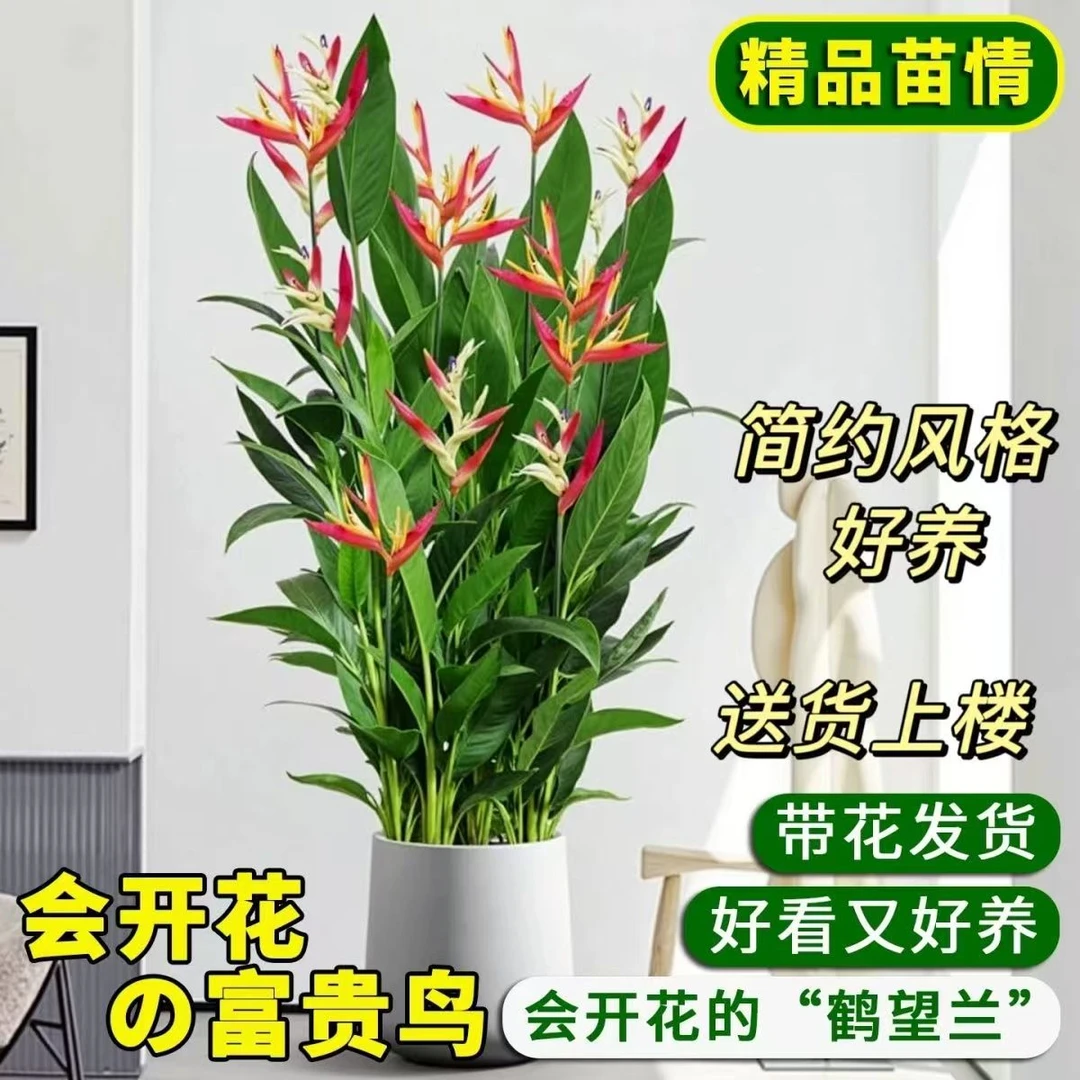 富贵鸟绿植室内客厅四季开花吸甲醛美观盆栽