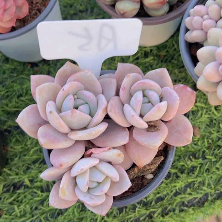 健健康康平平安安