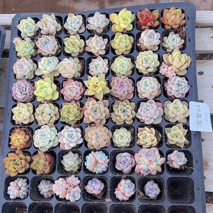 直播福利一物一拍64