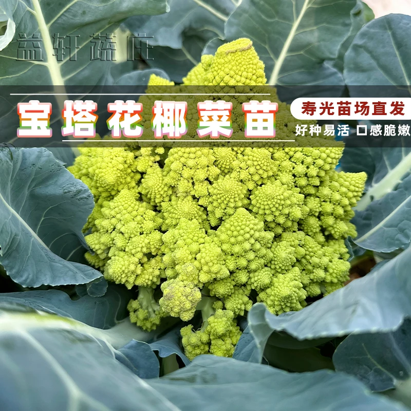 绿宝塔花椰菜苗松花菜西兰花宝塔菜紫菜花春秋易种大田花菜苗大全