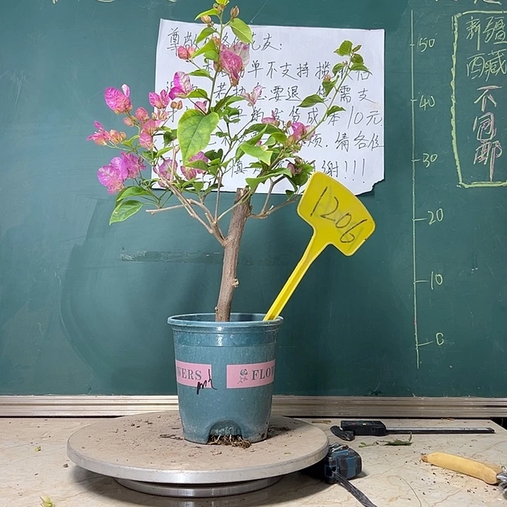 当前无花栽培后可以开花  魅惑  1206