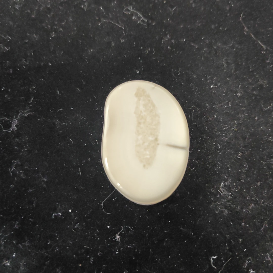 猛犸猛犸虬饼子WT599