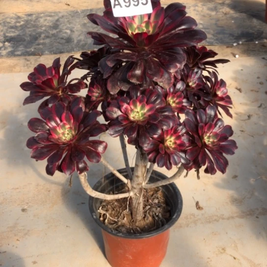 法师多肉植物h***i法师995