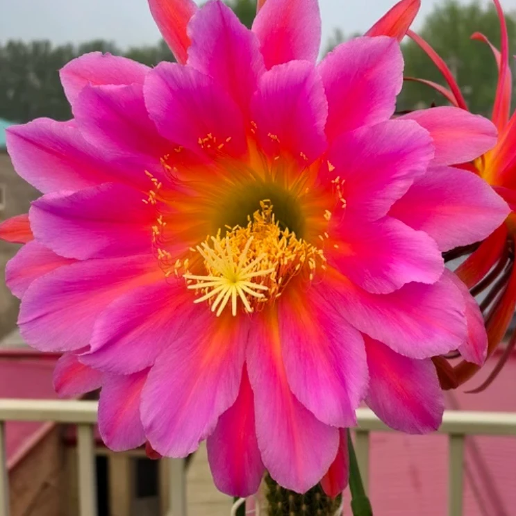 飞龙毛花柱仙人球