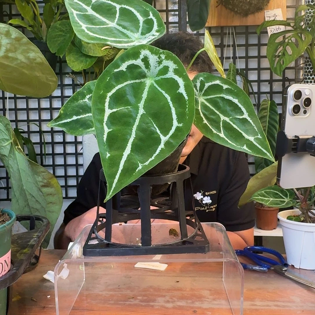 M***L无花朵一物一拍V91