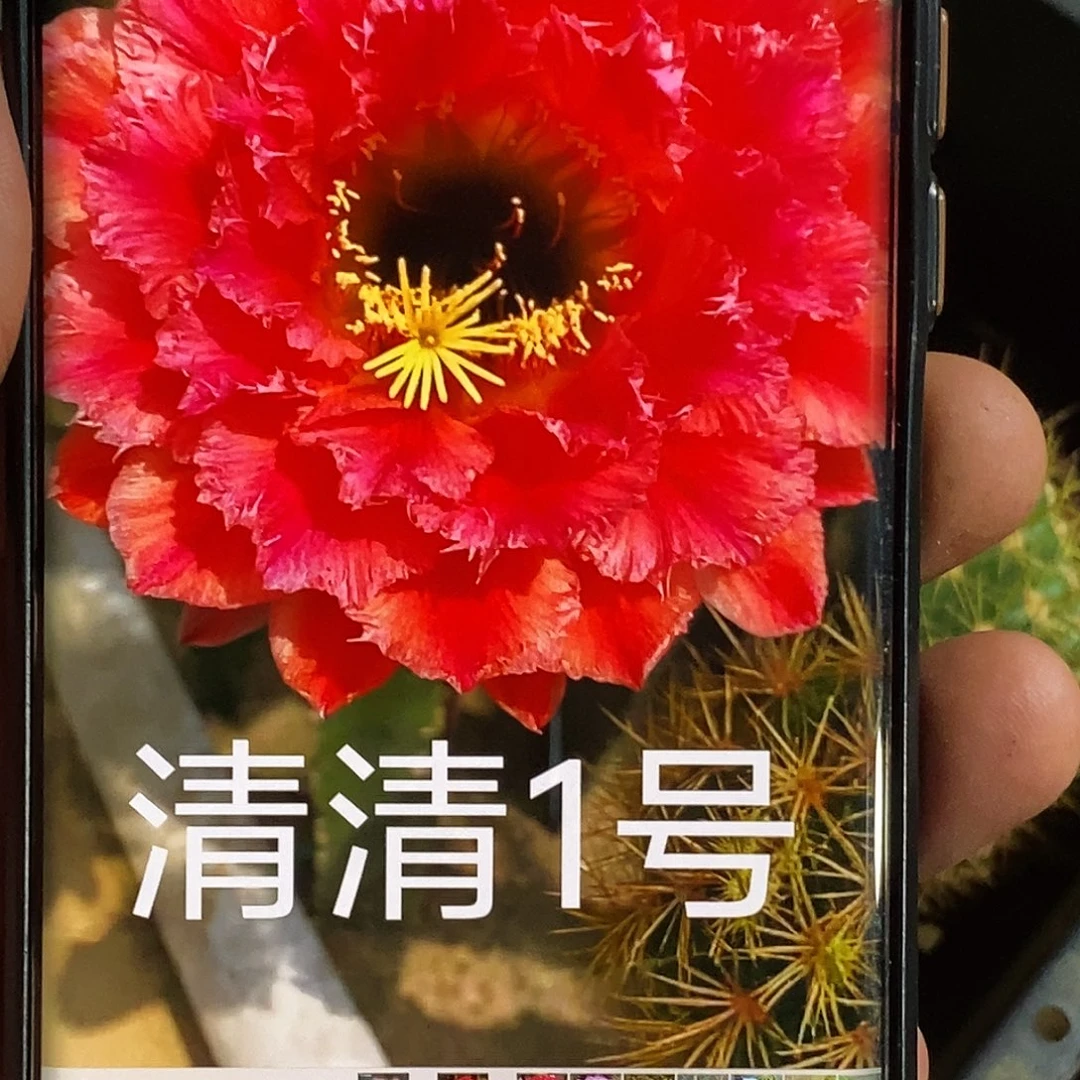 毛 清清一号侧芽歪20包邮/5公分