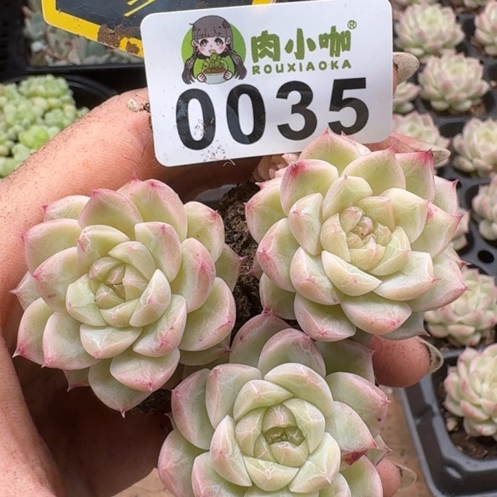 当前无花朵，栽培后可花朵多肉植物多肉植物