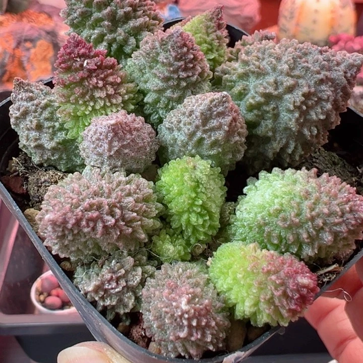 颐*嗯哼那也得吃一颗药才是我