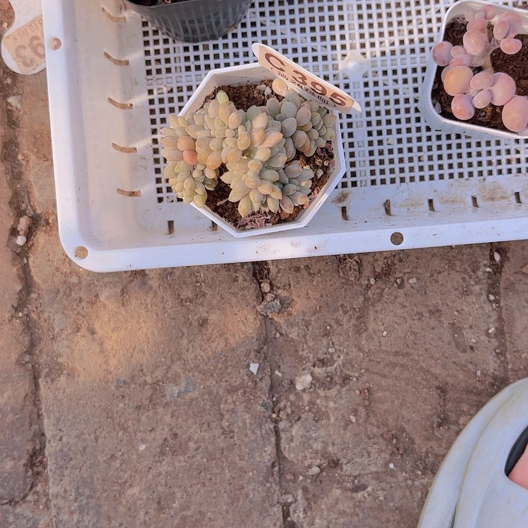 小***rC395醉美人一物一拍