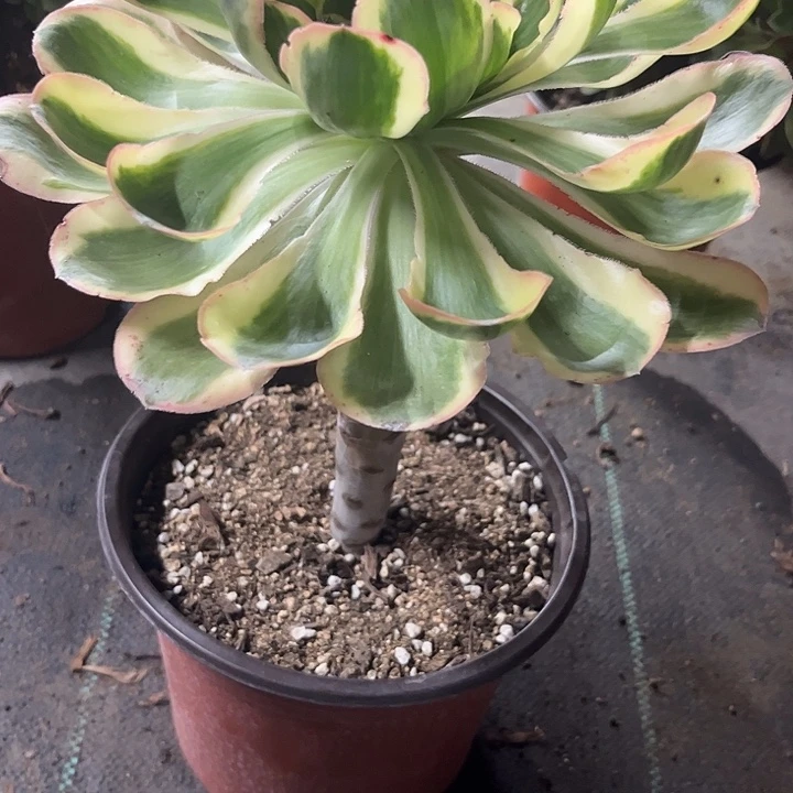 多肉植物燕姿锦……