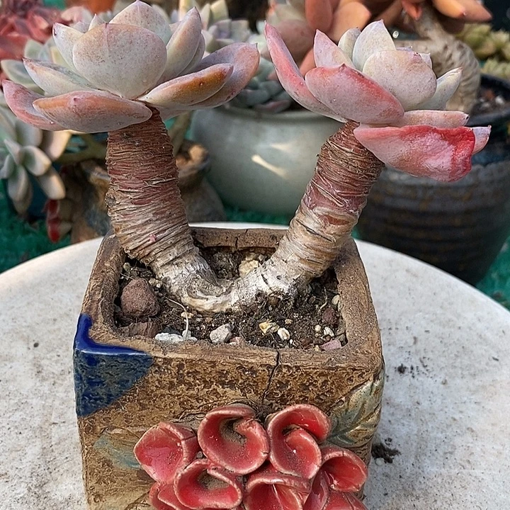 国版奶茶有砍多肉老桩