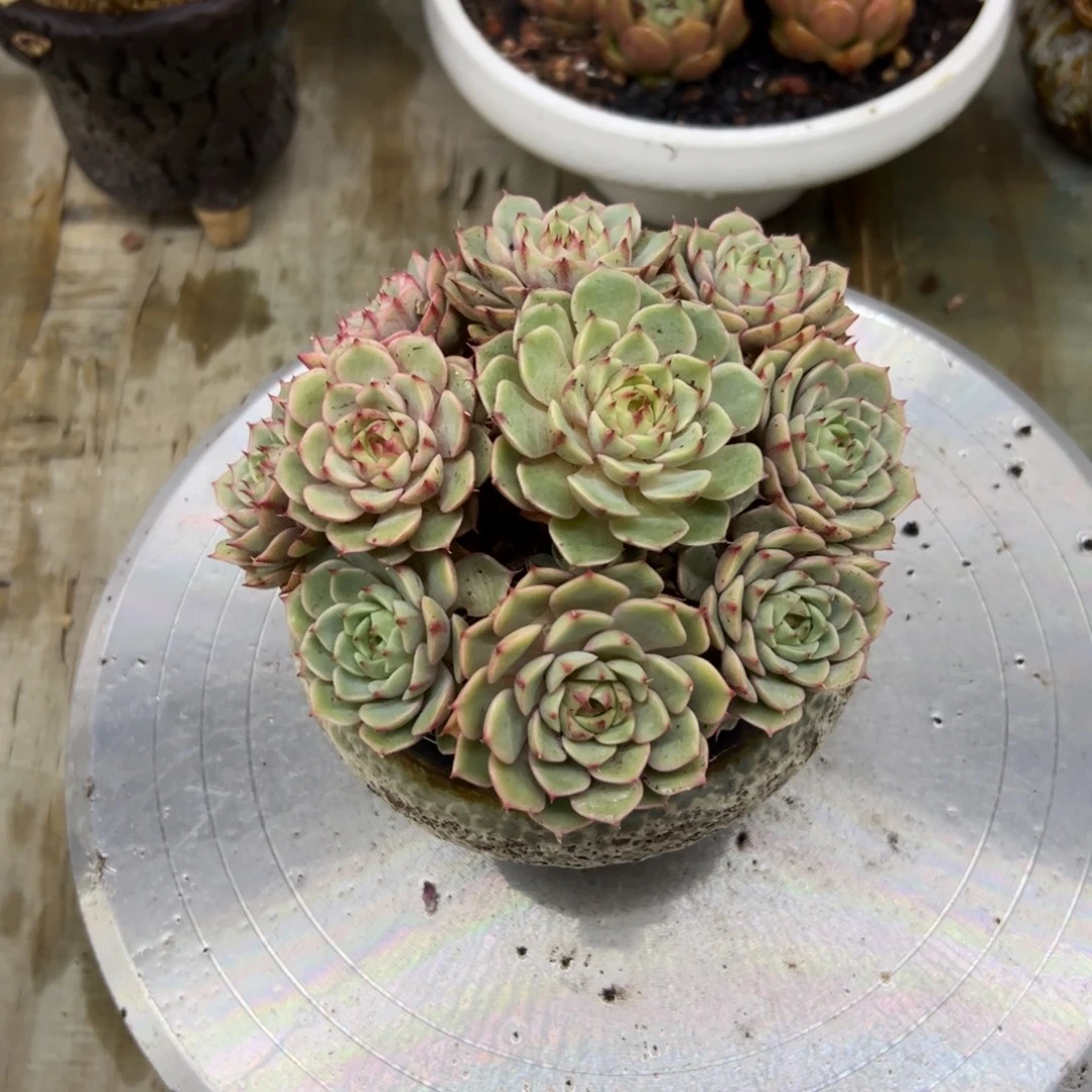 笨吧18 零零多肉植物