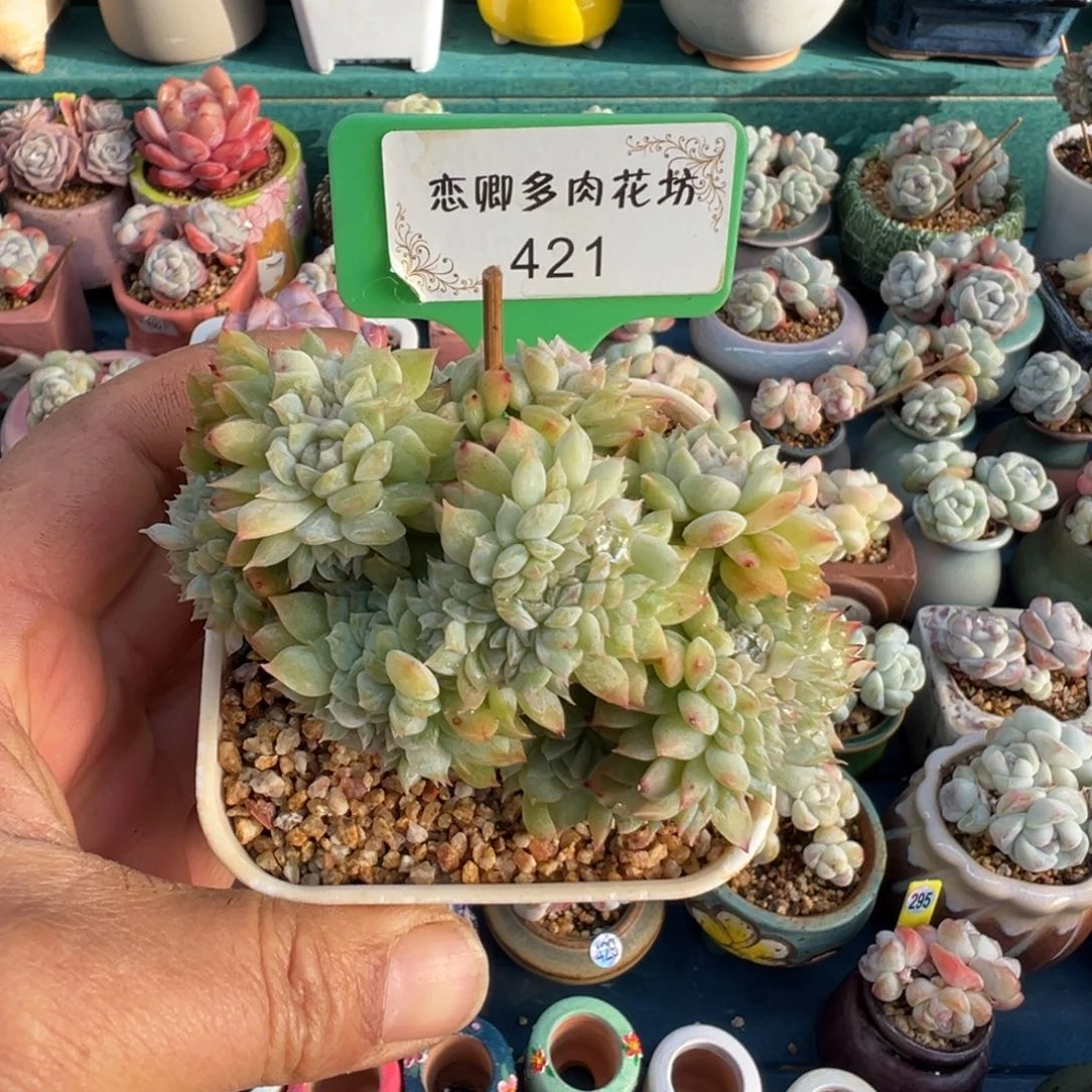 421号糖心树缀老桩