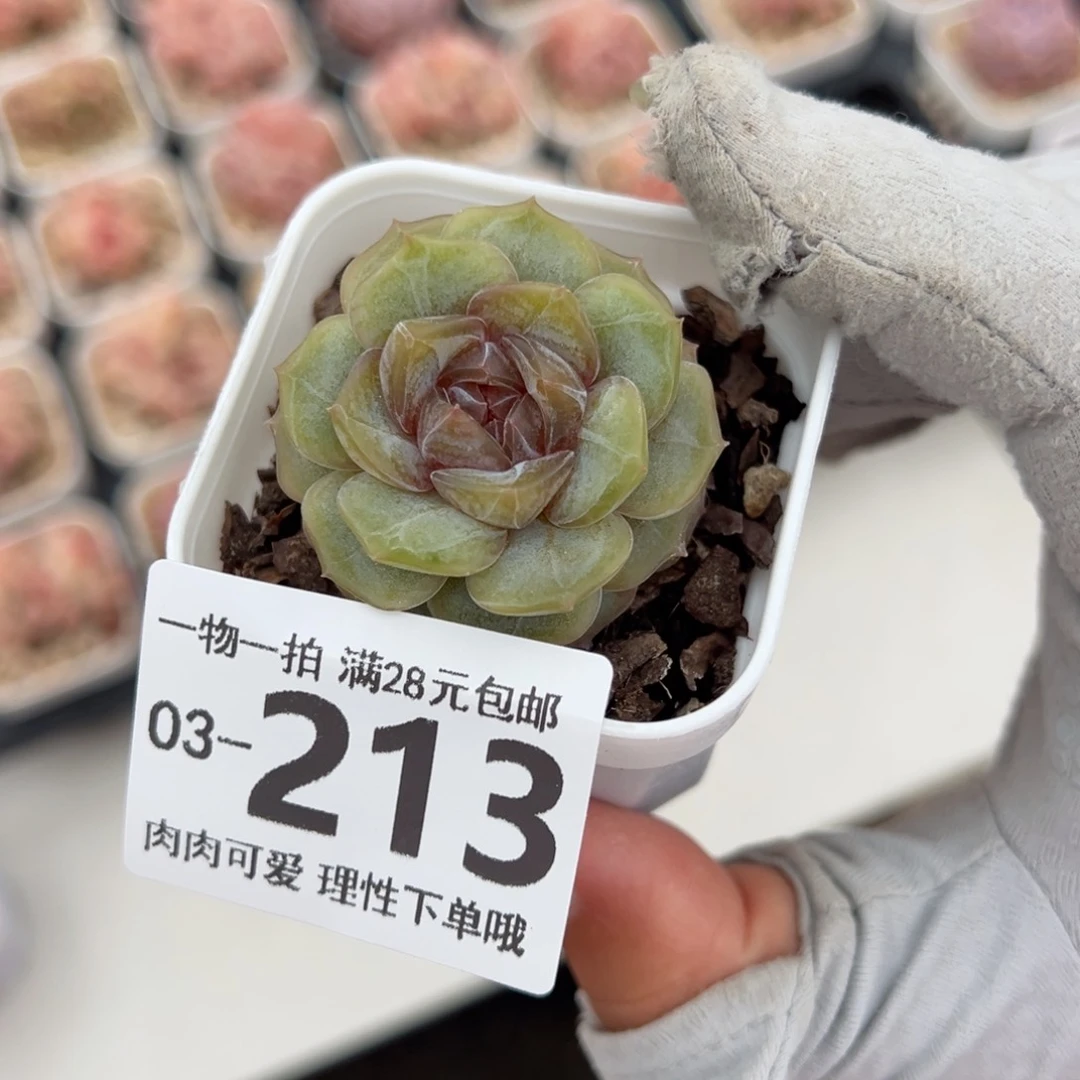 优选珍妮多肉多肉多肉
