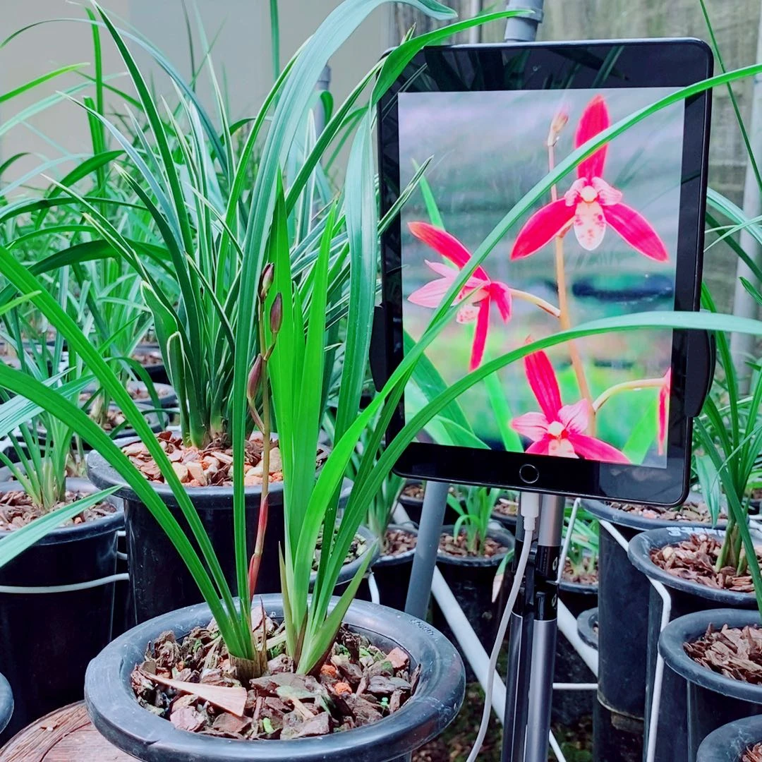 当前无花栽培后可以开花