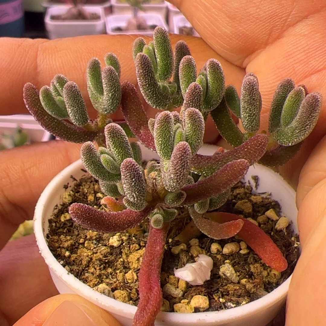 多肉植物枝干钻石