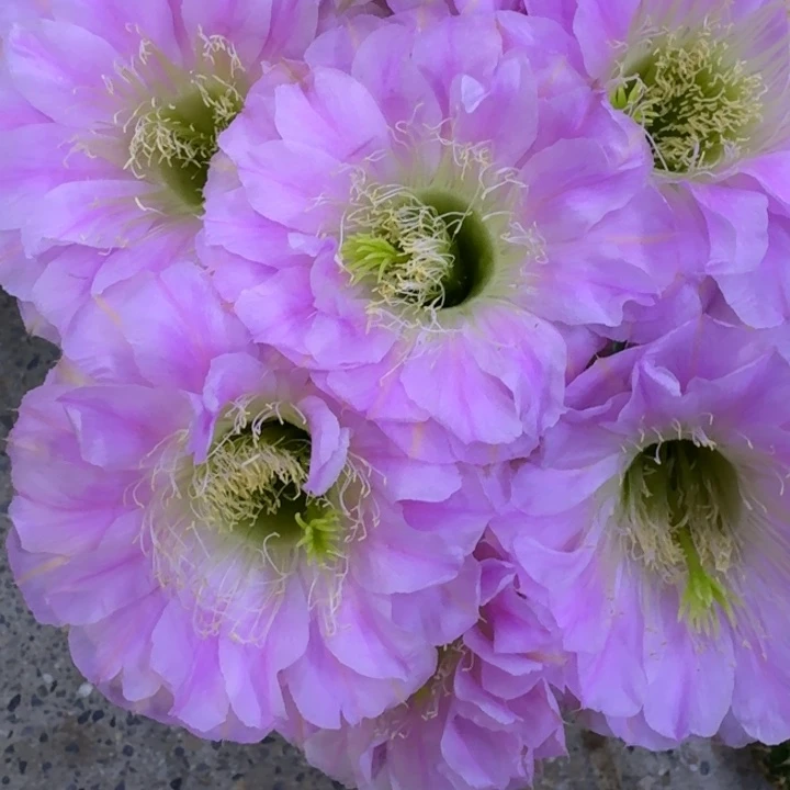 222金刚29歪3公分左右无根侧牙，20包邮