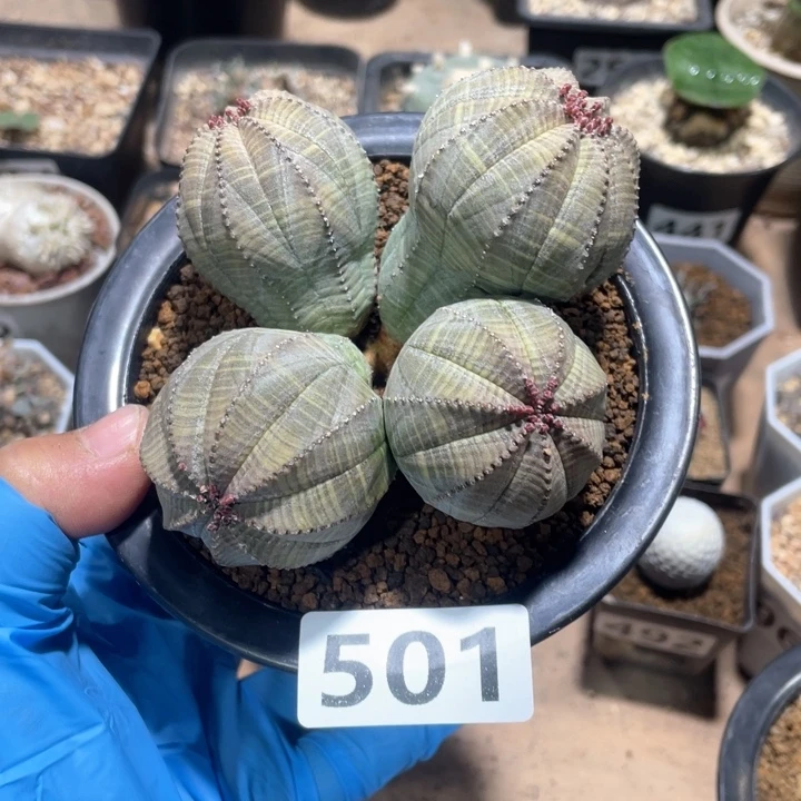 501大布纹球多头