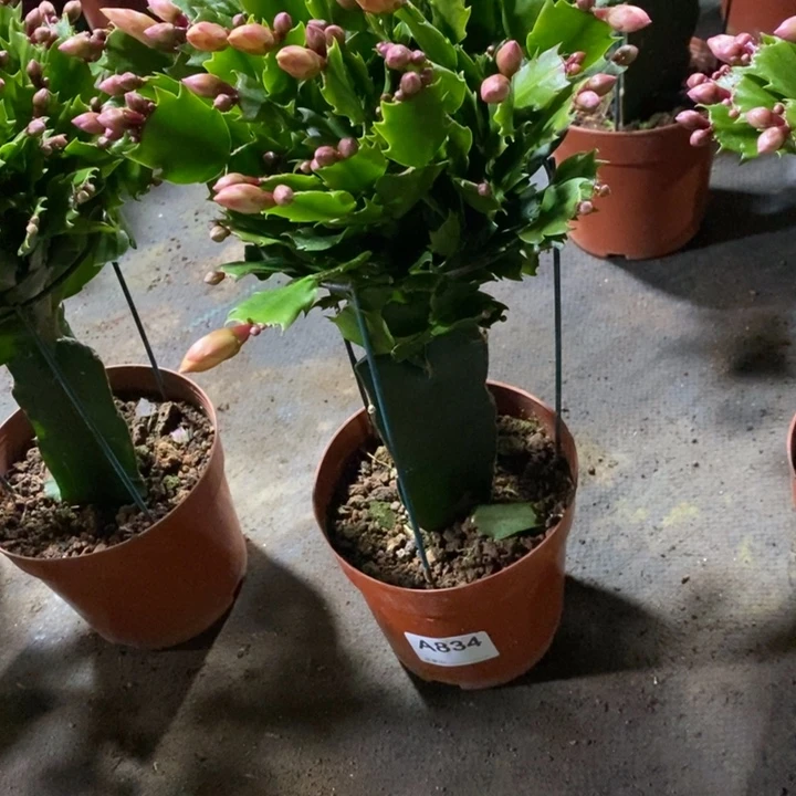 当前无花栽培后可以开花鸟**香834嫁接黄索