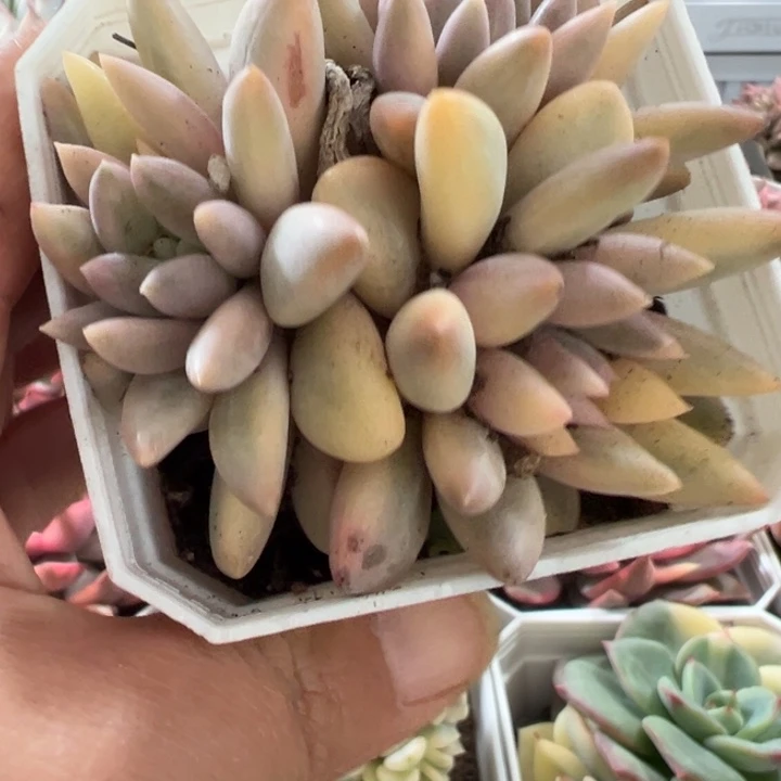 红蜻蜓锦多肉植物2531