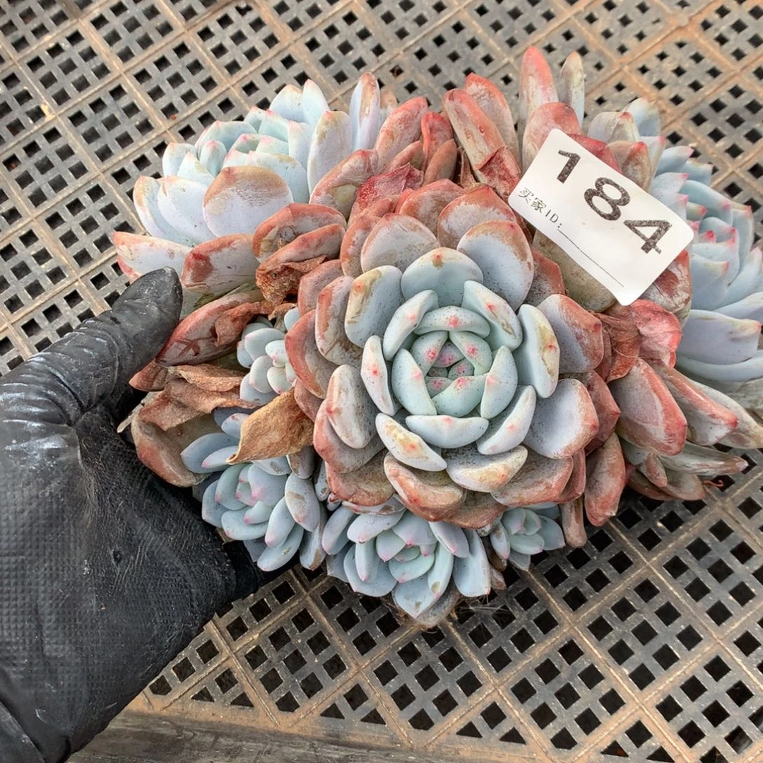 184号新疆西藏内蒙古不包邮