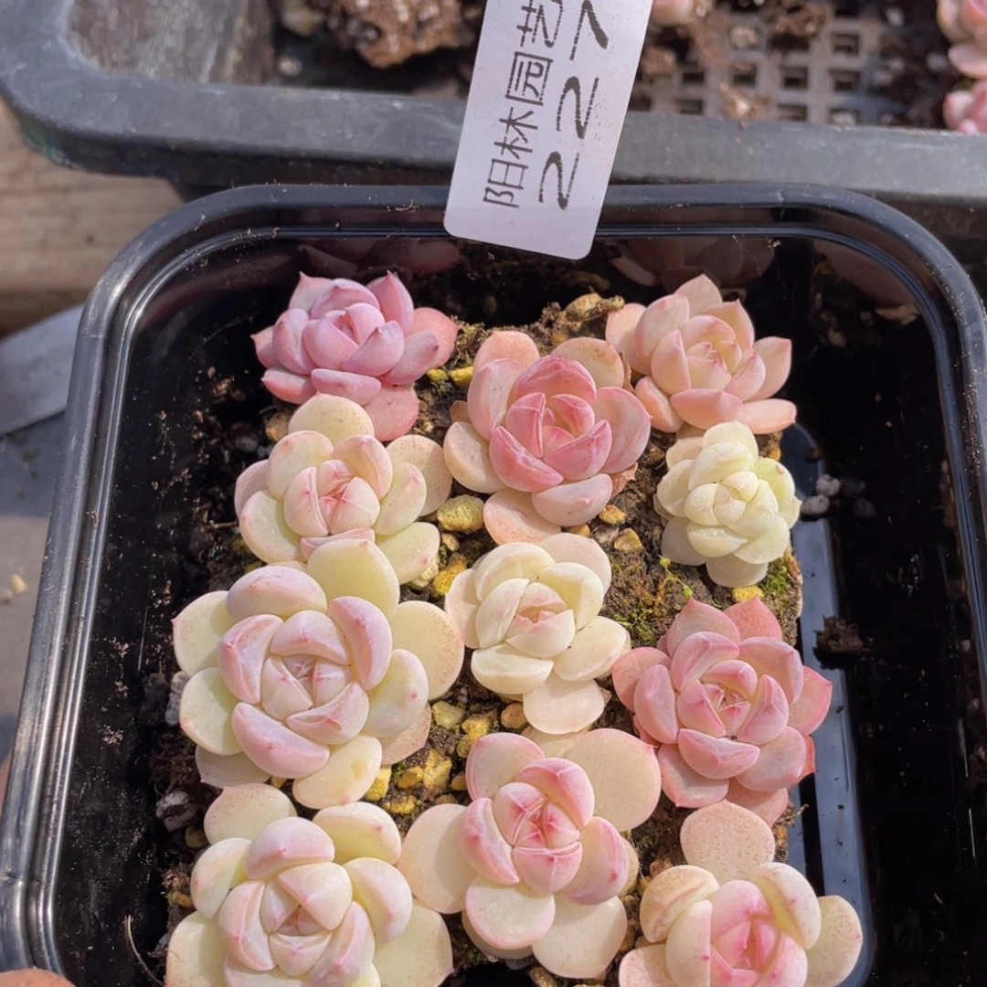 多肉植物多肉植物227