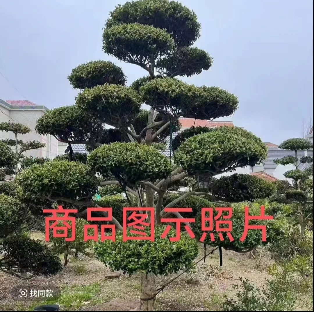小叶瓜子黄杨造型树打造精品庭院景观