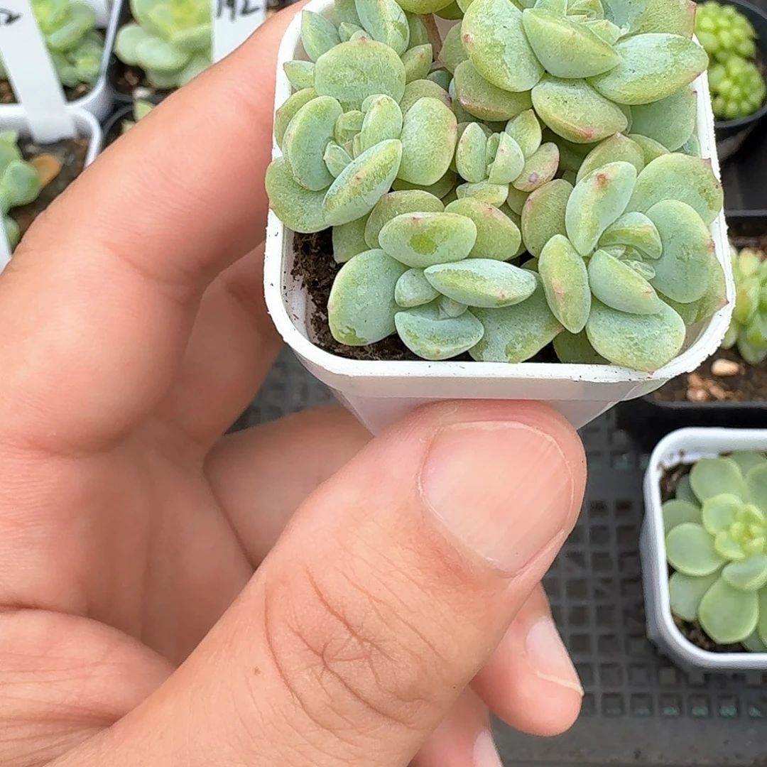 212多头干冰多肉