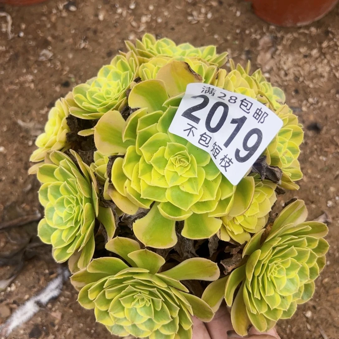 奶白多肉植物2019