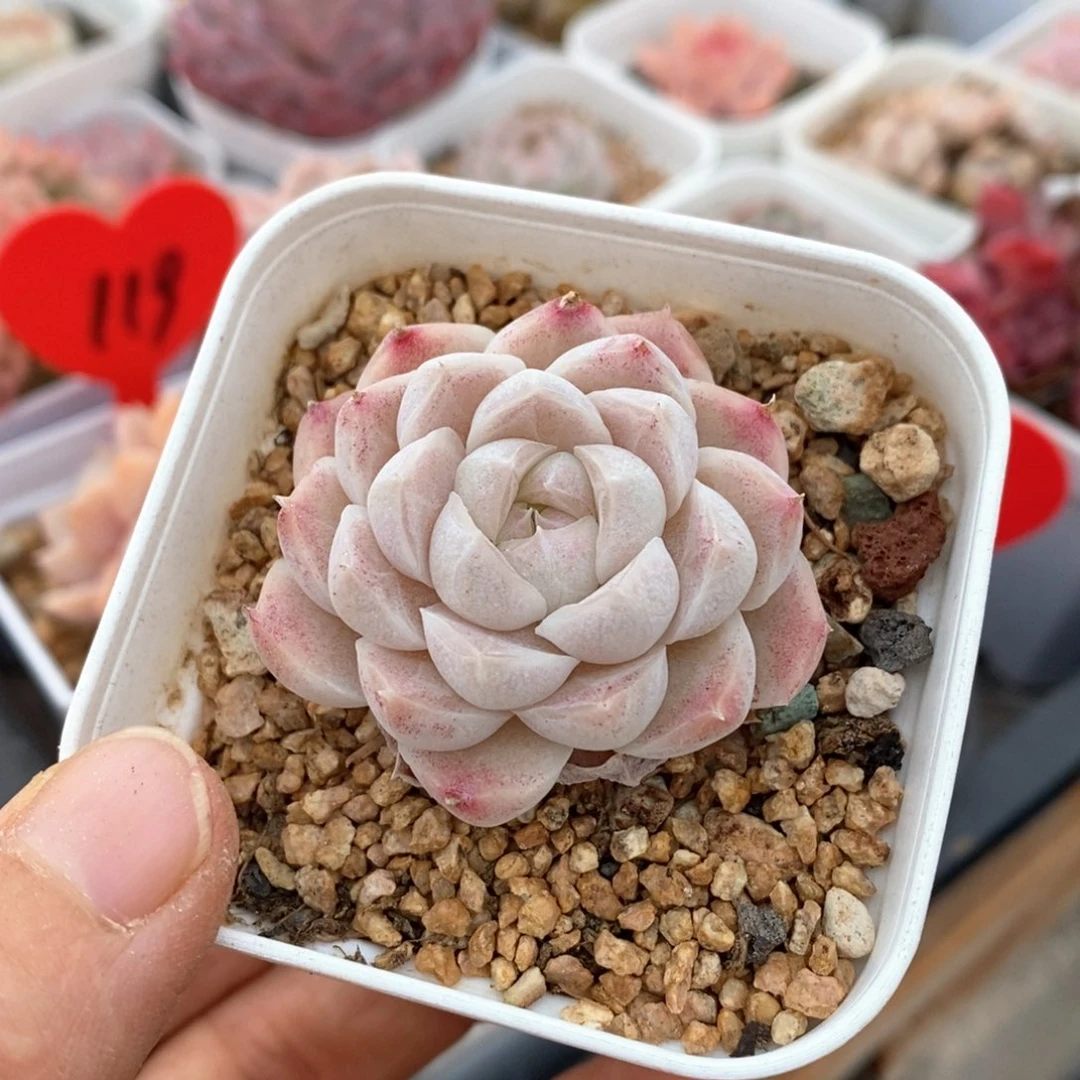 精品多肉一物一拍163