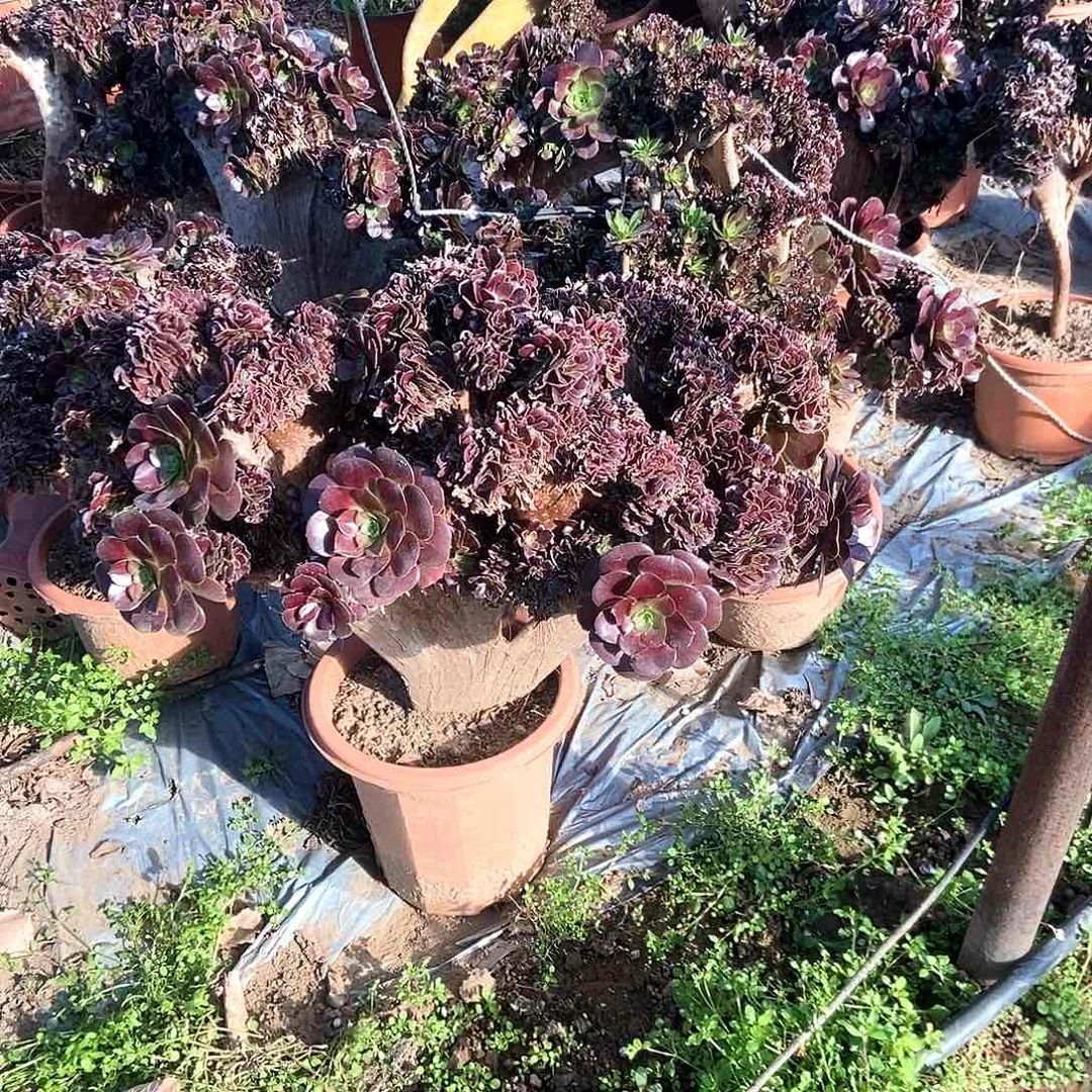 张***姐064大欧紫啊阿啊阿啊